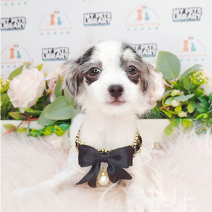 Chihuahua Puppy (Male) For Sale