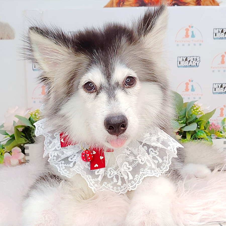 Wooly Husky Puppy (Female) For Sale