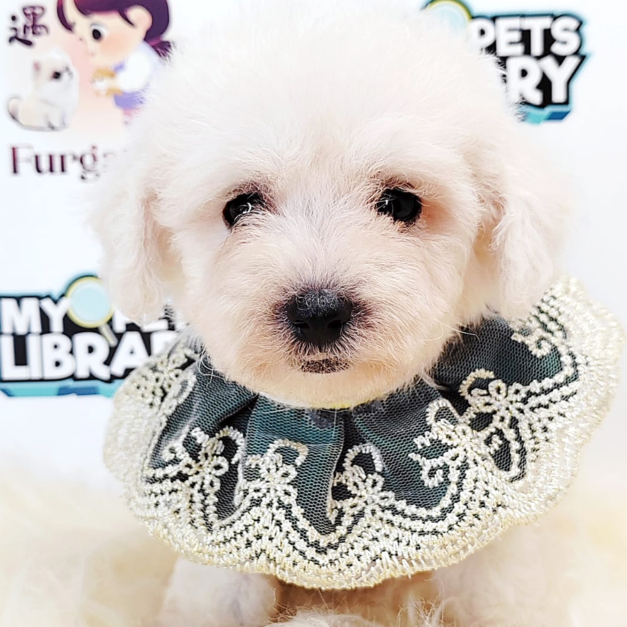 Tiny Toy Poodle Puppy (Male) For Sale