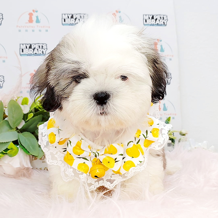 Shih Tzu Puppy (Male) For Sale