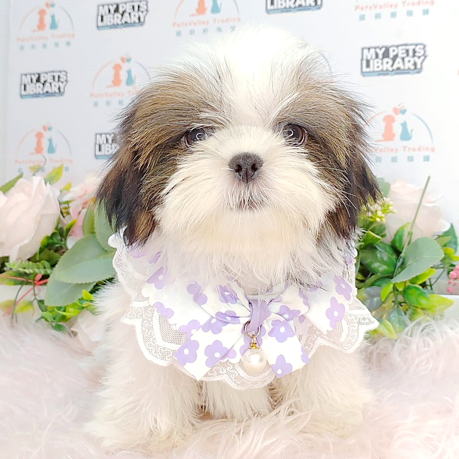 Shih Tzu Puppy (Female) For Sale