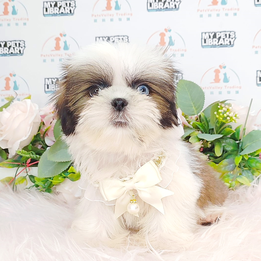 Shih Tzu Puppy (Male) For Sale