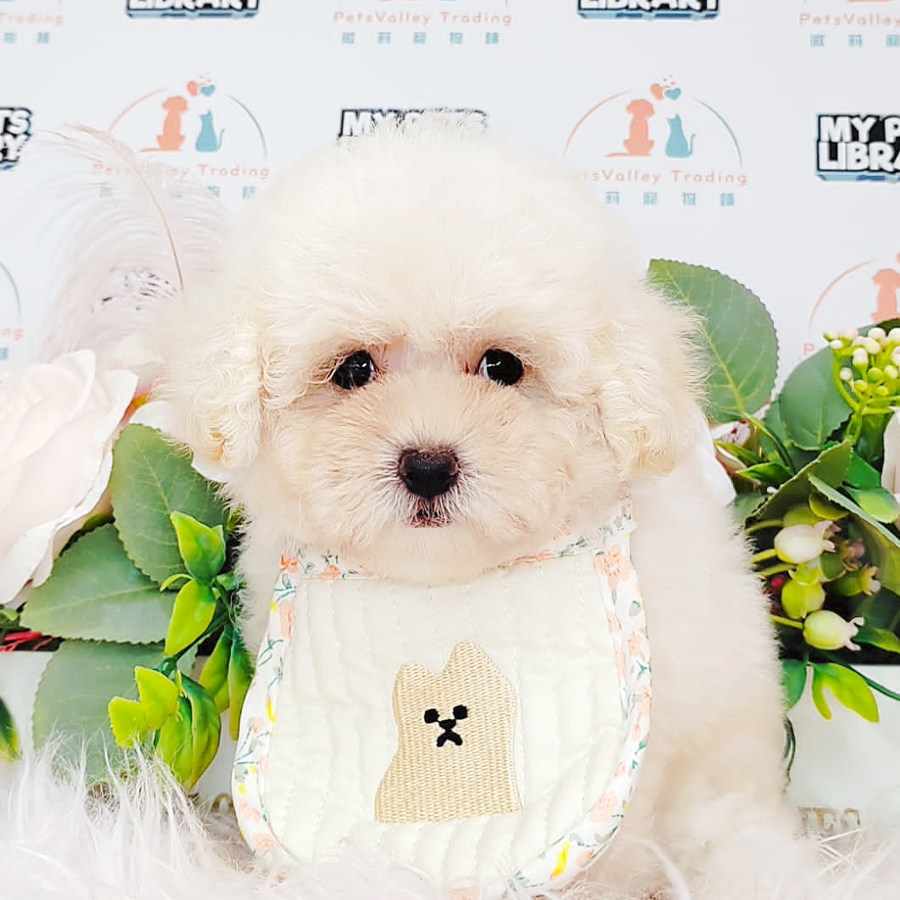 Tiny Poodle Puppy (Female) For Sale