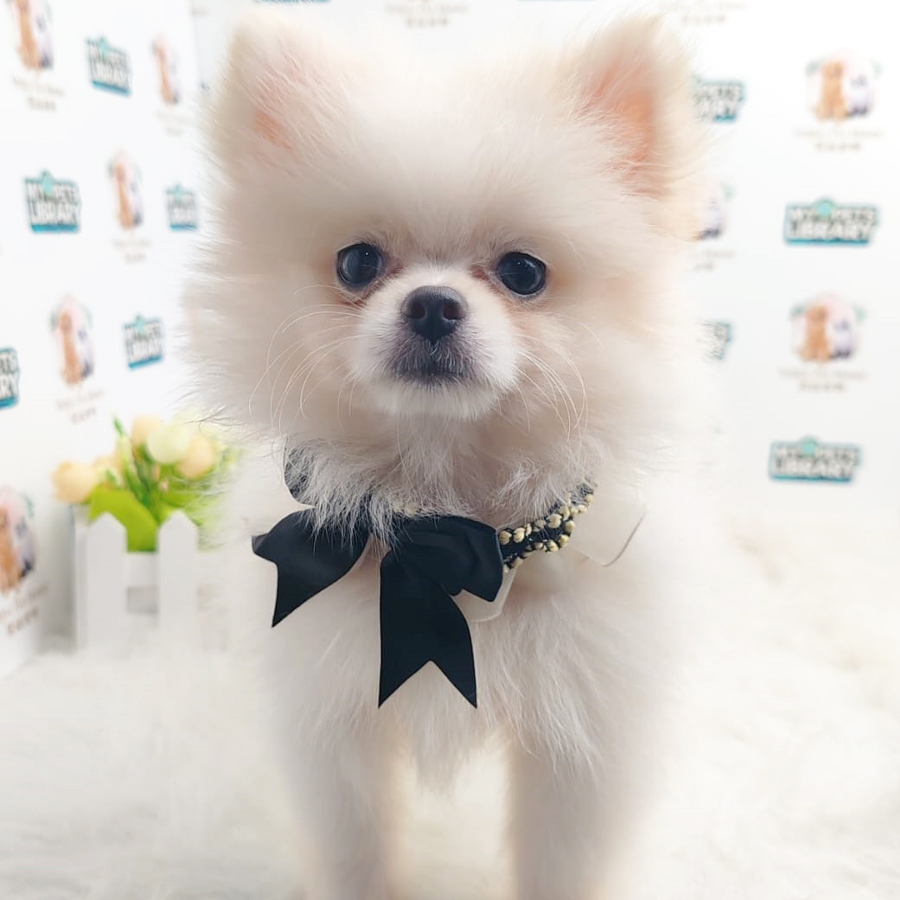 Pomeranian Puppy (Female) For Sale