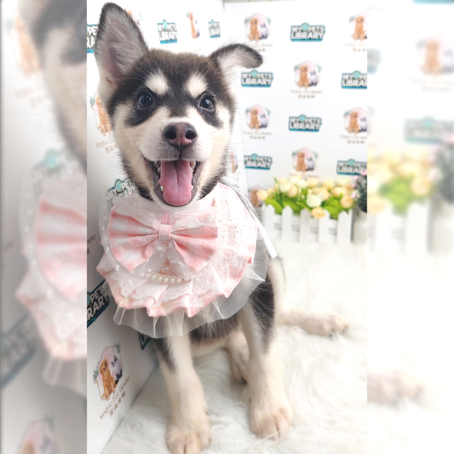 Pomsky Puppy (Female) For Sale
