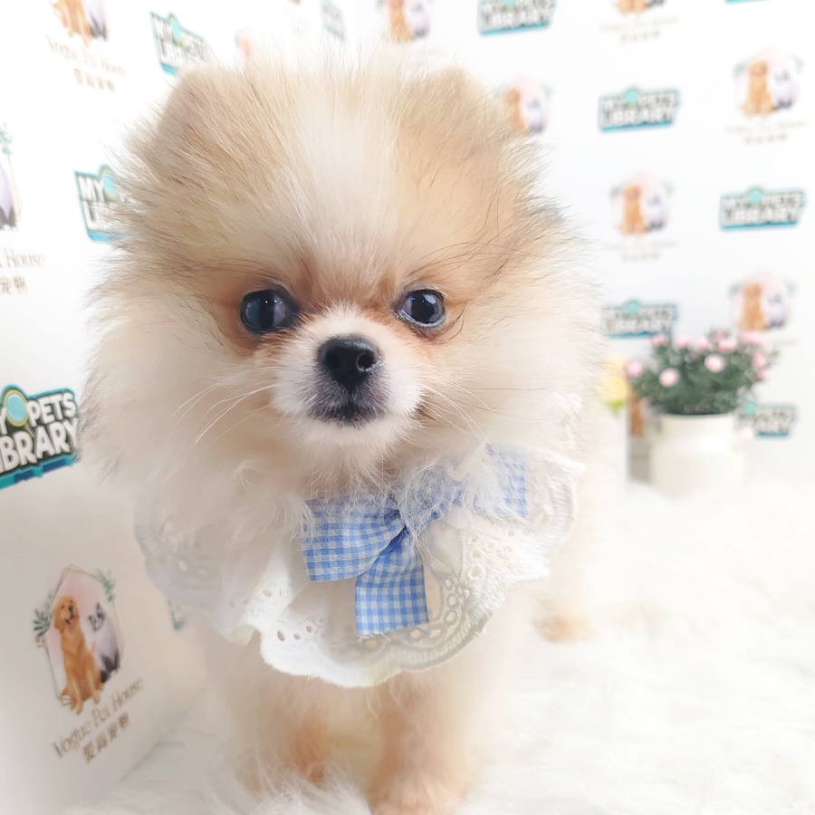 Pomeranian Puppy (Male) For Sale