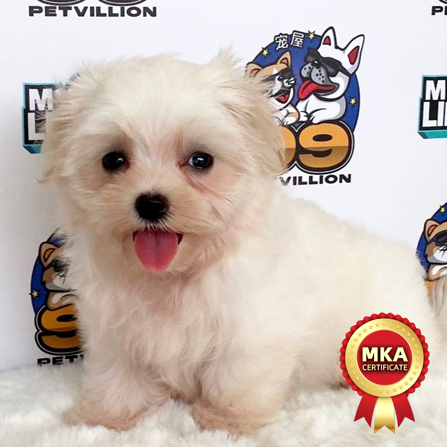 MKA Maltese Puppy (Female) For Sale