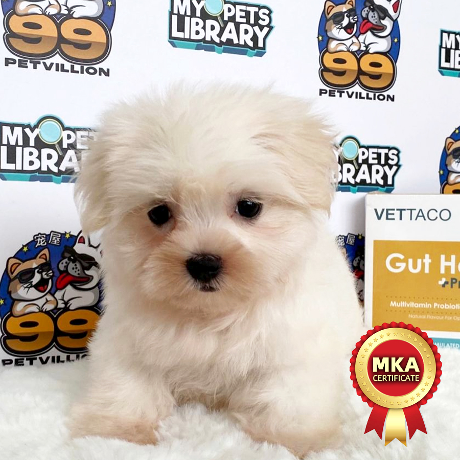 MKA Maltese Puppy (Female) For Sale