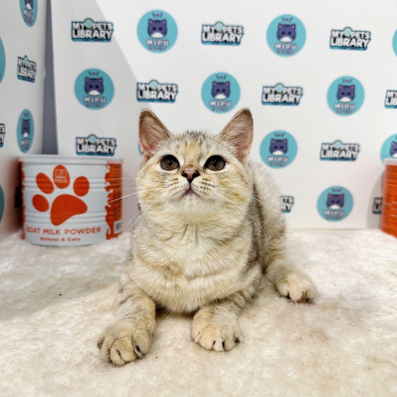 Munchkin British Shorthair Kitten (Female) For Sale
