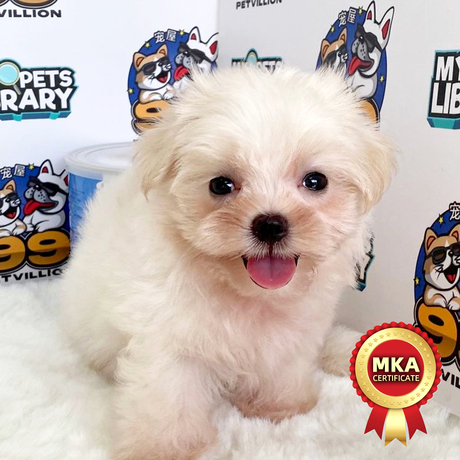 MKA Maltese Puppy (Male) For Sale