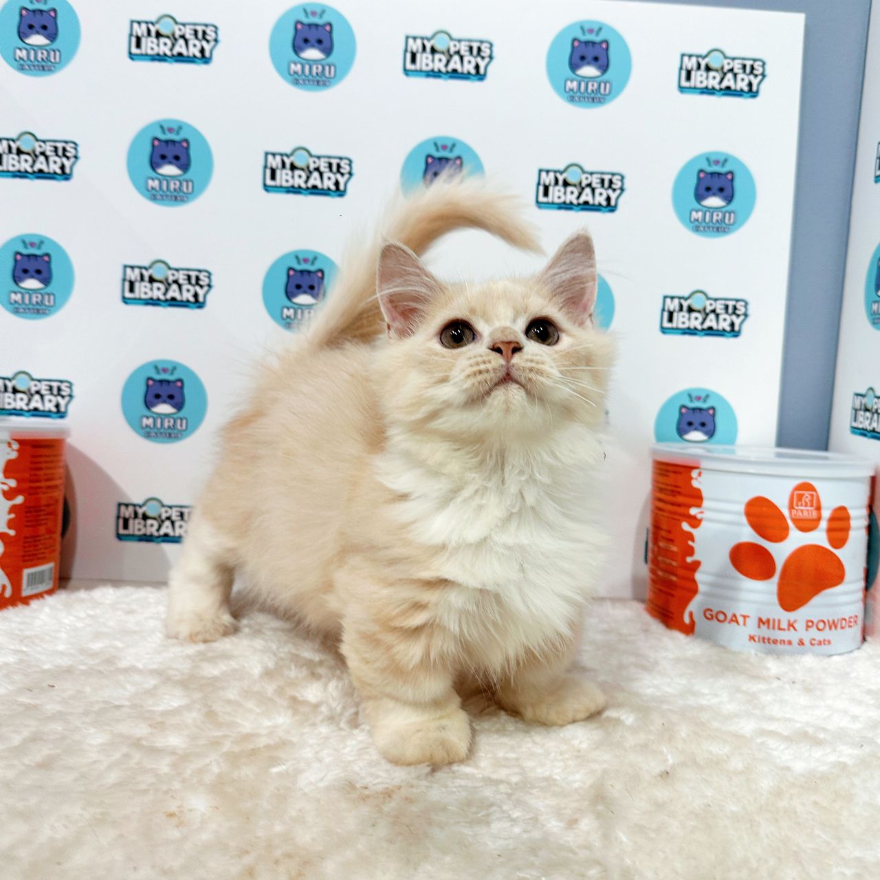 Super Short Munchkin Longhair Kitten (Male) For Sale