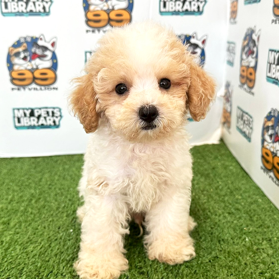 Toy Poodle Puppy (Male) For Sale