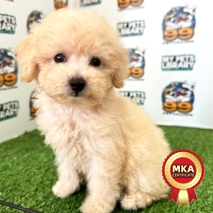 MKA Toy Poodle Puppy (Male) For Sale
