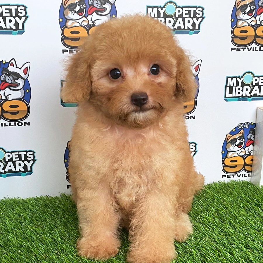 Toy Poodle Puppy (Female) For Sale