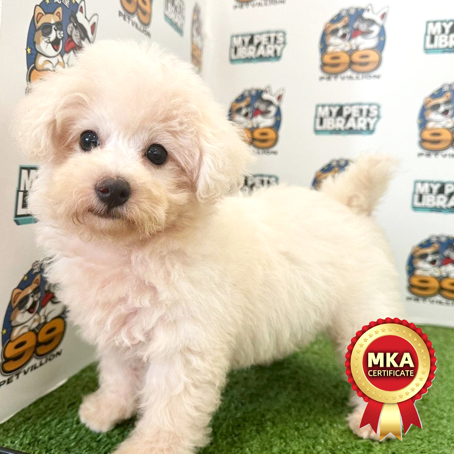 MKA Toy Poodle Puppy (Female) For Sale