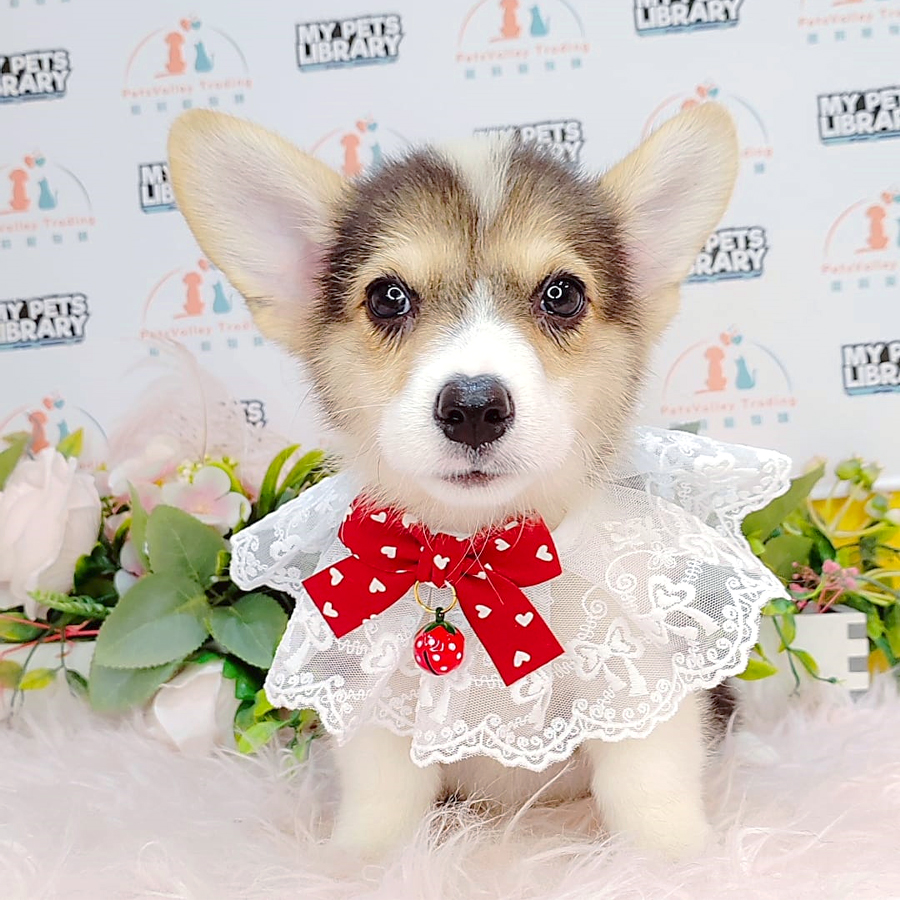 Welsh Corgi Puppy (Female) For Sale