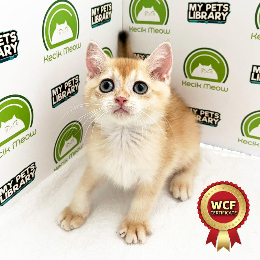 WCF British Shorthair Kitten (Male) For Sale