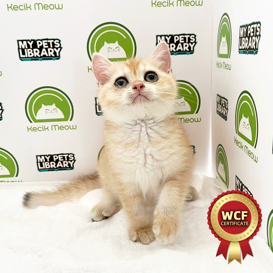 WCF British Shorthair Kitten (Female) For Sale