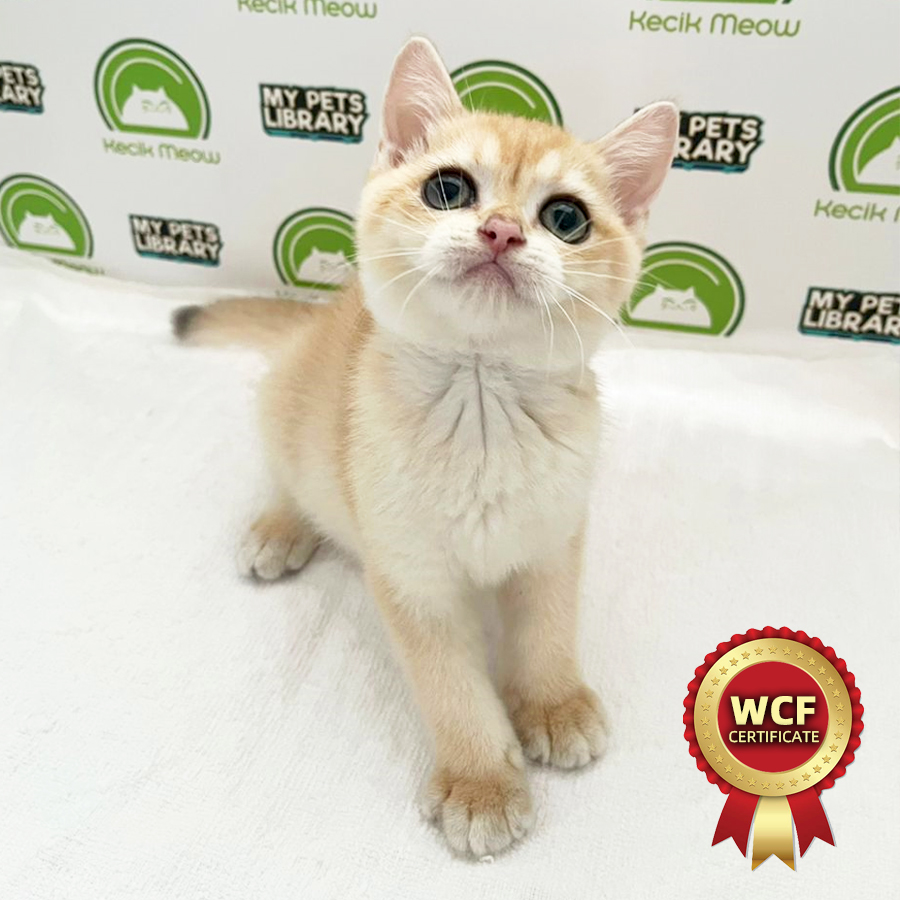 WCF British Shorthair Kitten (Female) For Sale