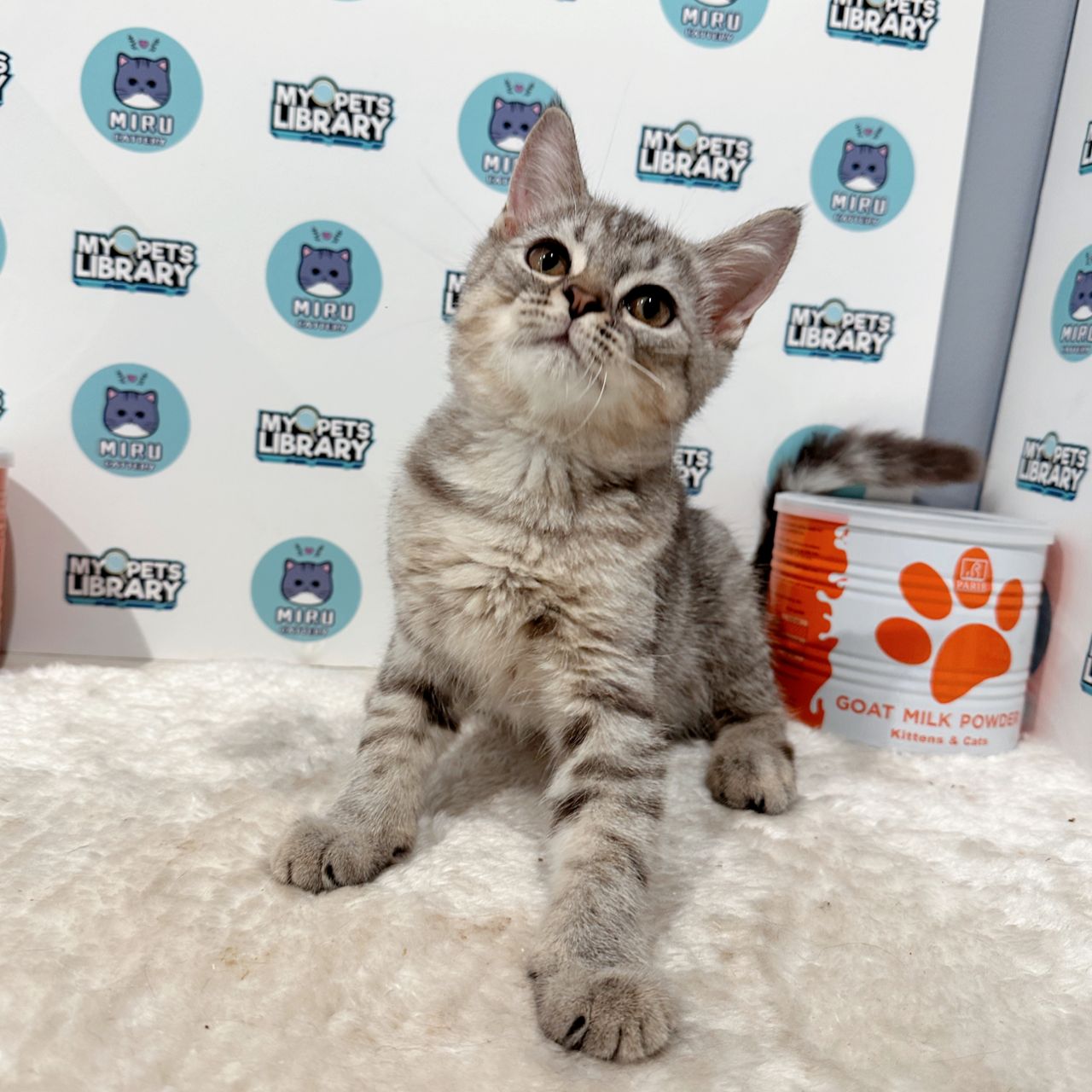 Munchkin British Shorthair Kitten (Male) For Sale
