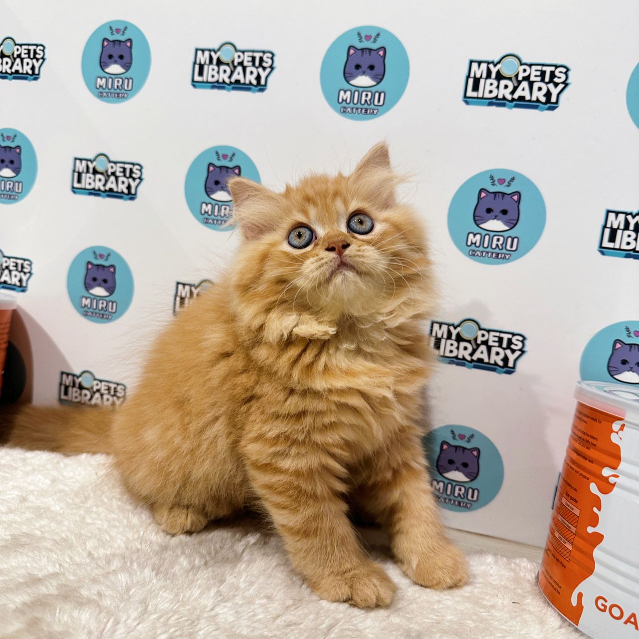 Scottish Straight Kitten (Female) For Sale