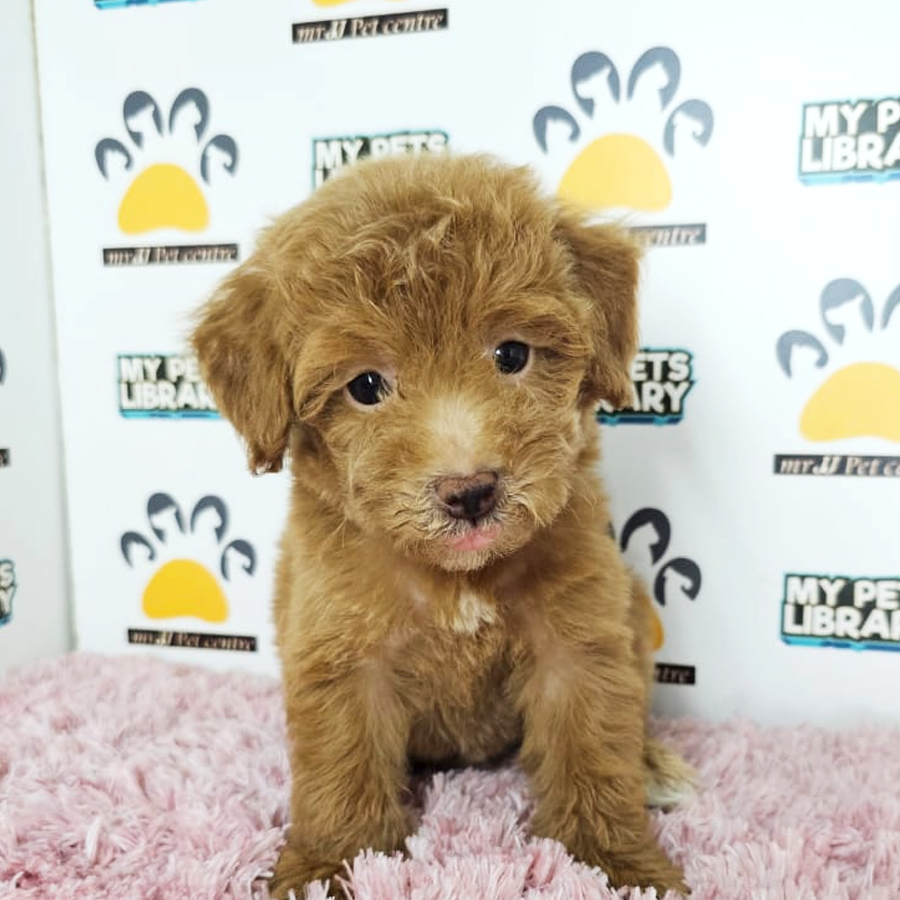 Toy Poodle Puppy (Female) For Sale