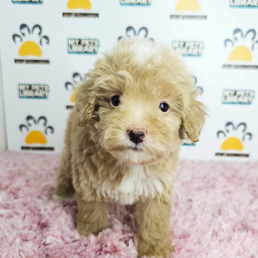 Tiny Poodle Puppy (Female) For Sale