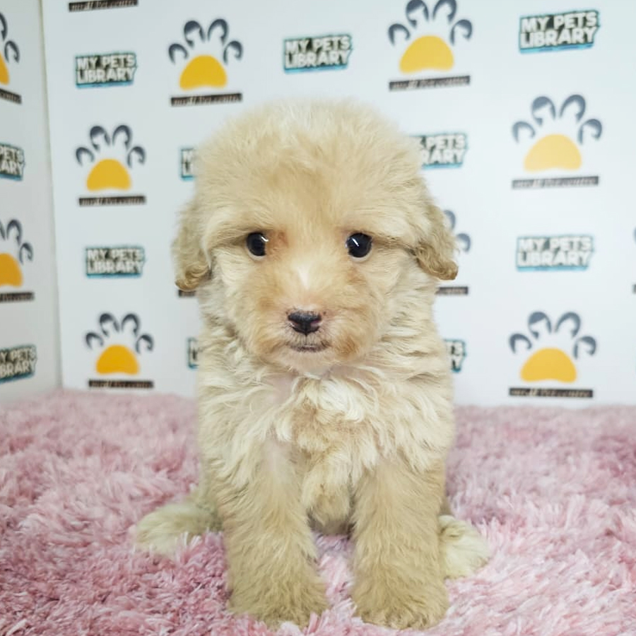 Tiny Poodle Puppy (Female) For Sale