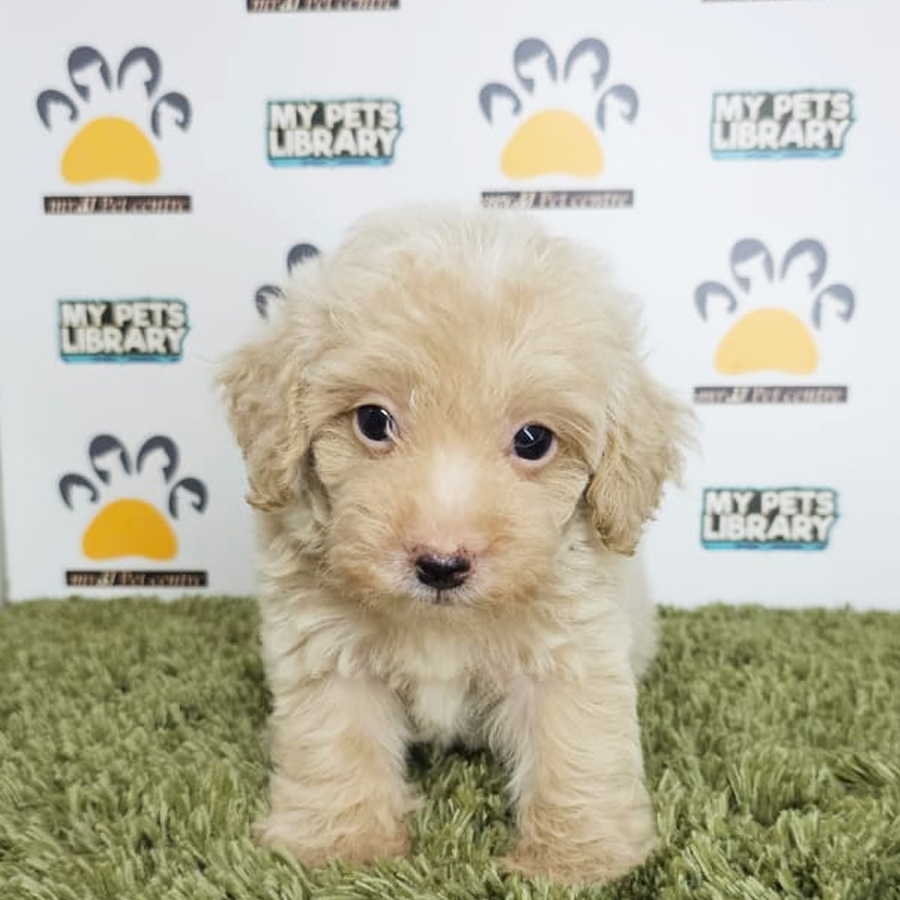 Tiny Poodle Puppy (Male) For Sale