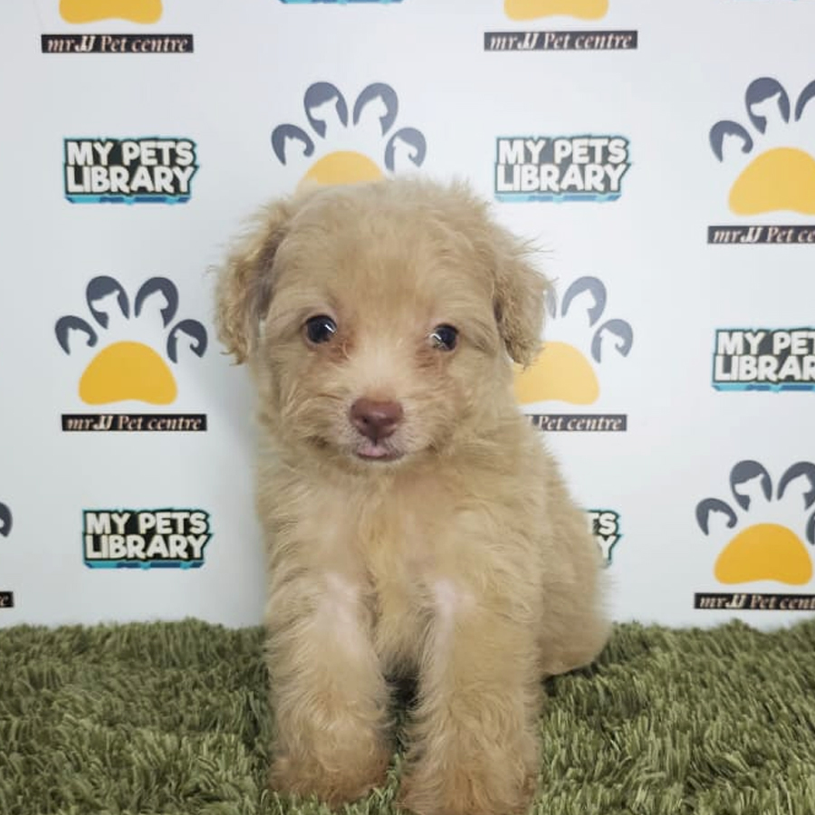 Tiny Poodle Puppy (Male) For Sale