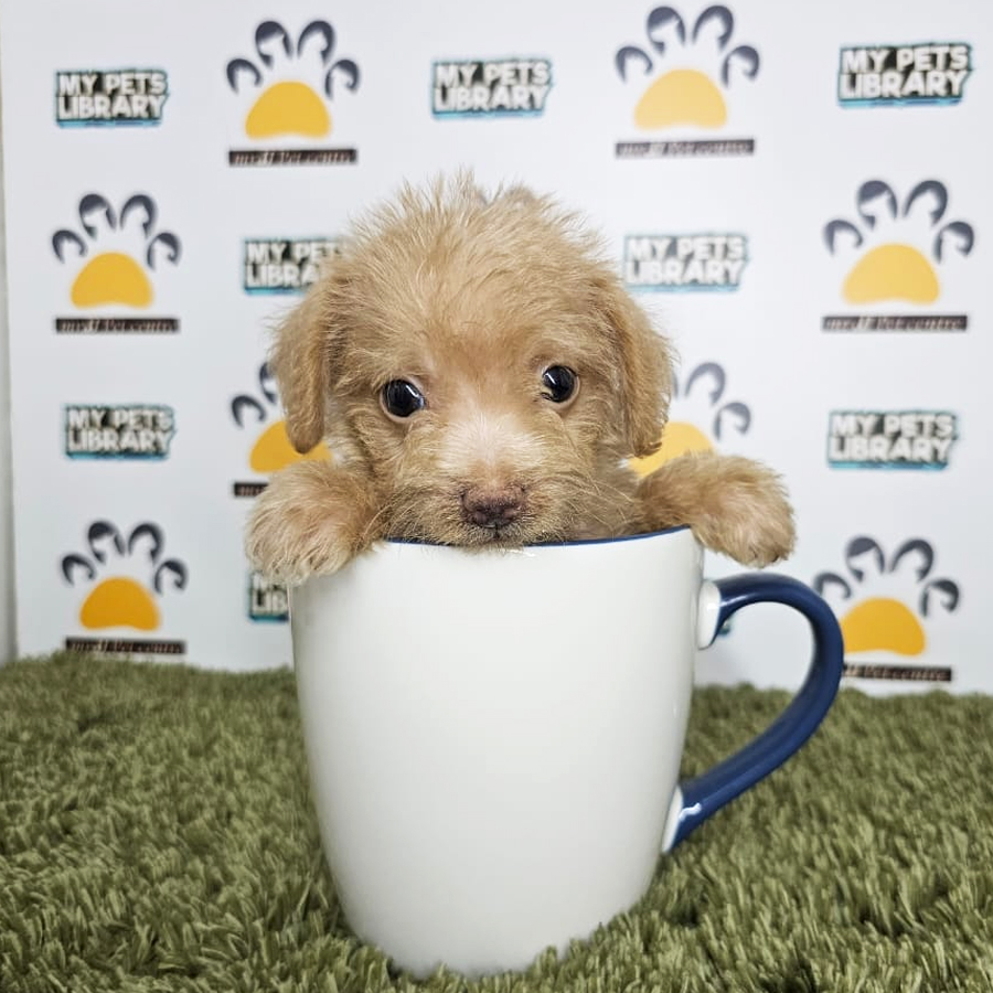 Poodle Mix Schnauzer Puppy (Male) For Sale