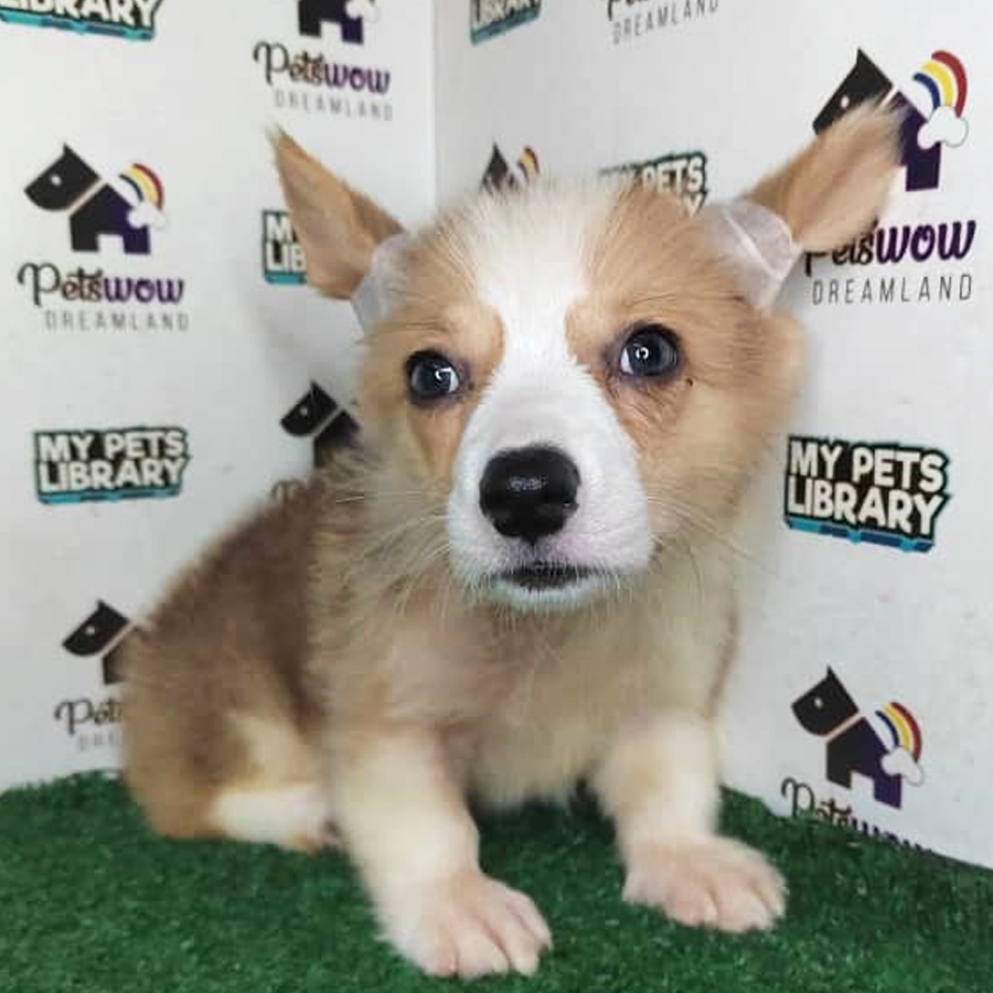 Pembroke Welsh Corgi Puppy (Female) For Sale