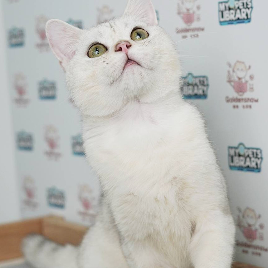 British Shorthair Kitten (Male) For Sale