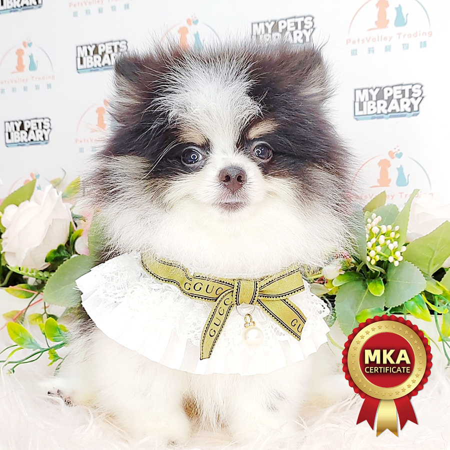 MKA Pomeranian Puppy (Male) For Sale