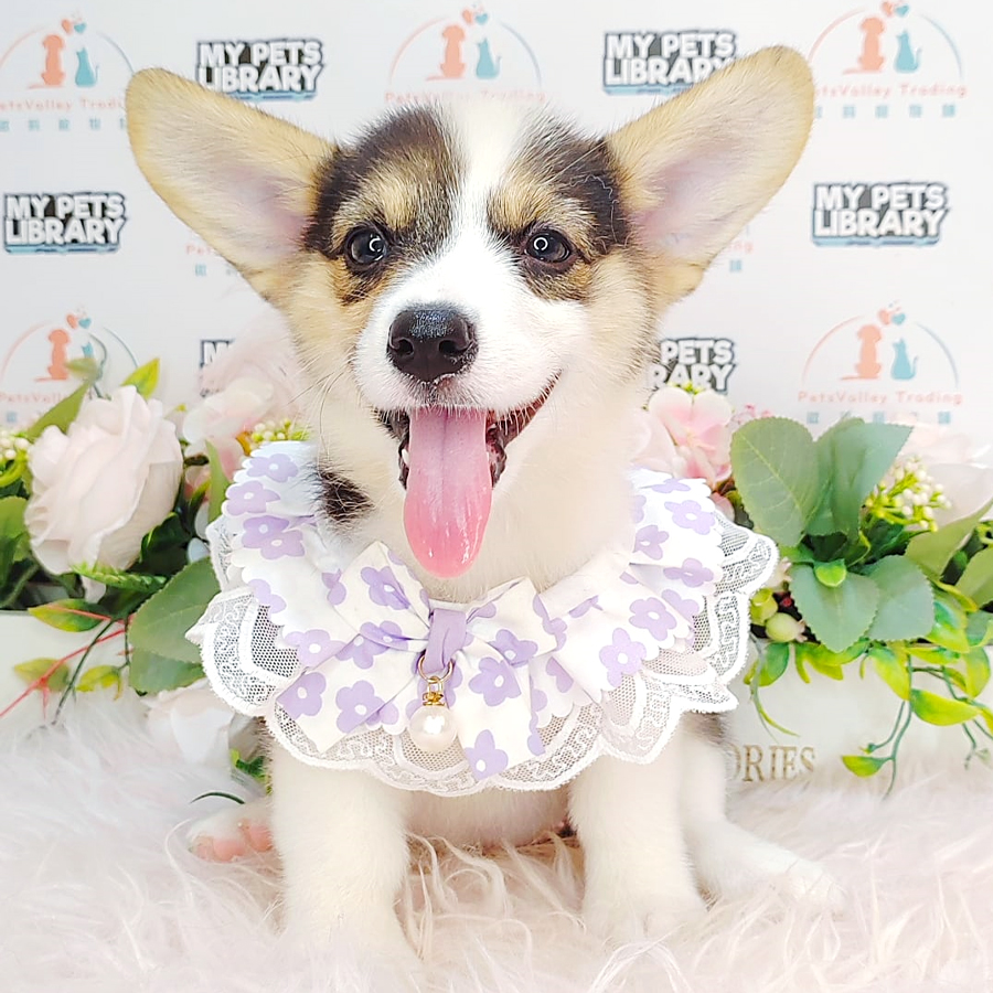 Welsh Corgi Puppy (Female) For Sale