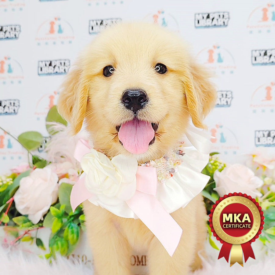 MKA Golden Retriever Puppy (Female) For Sale