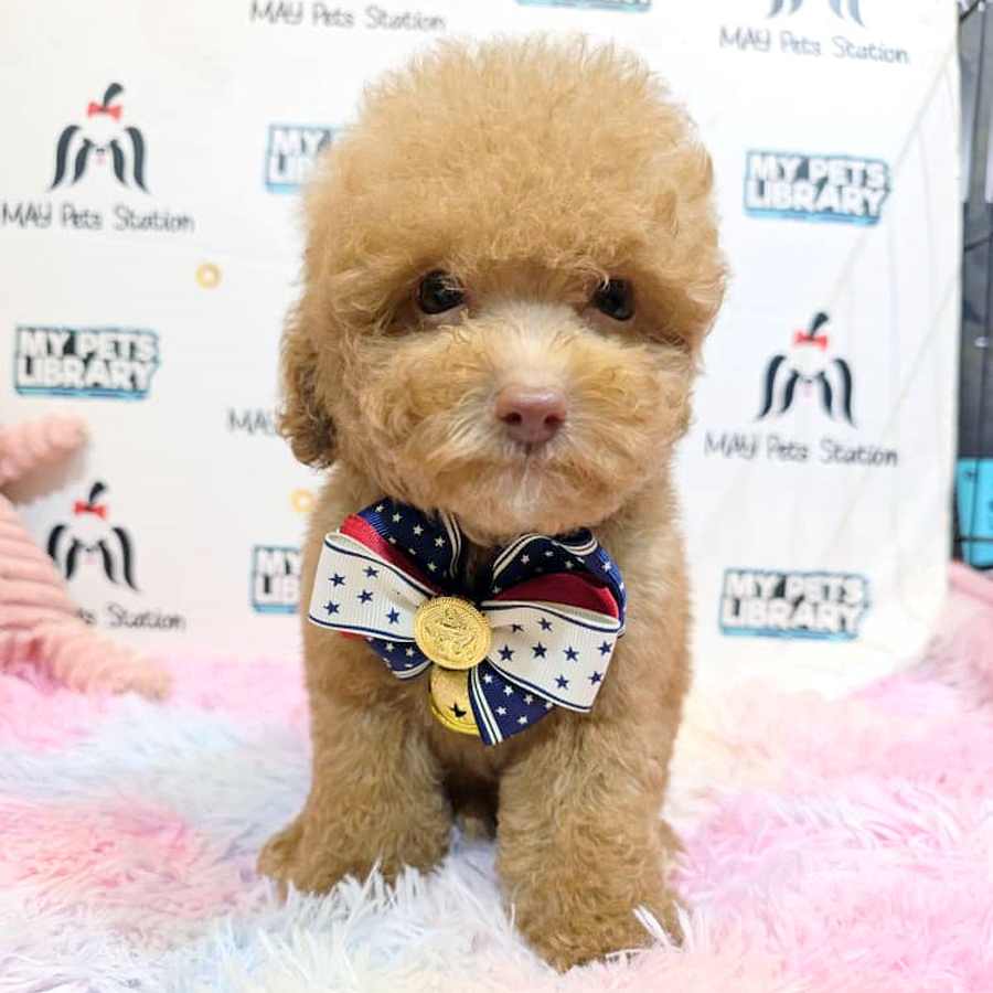 Toy Poodle Puppy (Male) For Sale