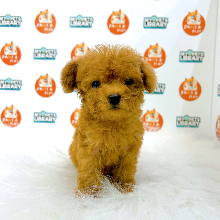 Tiny Poodle Puppy (Male) For Sale