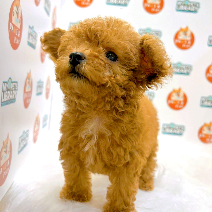 Tiny Poodle Puppy (Female) For Sale