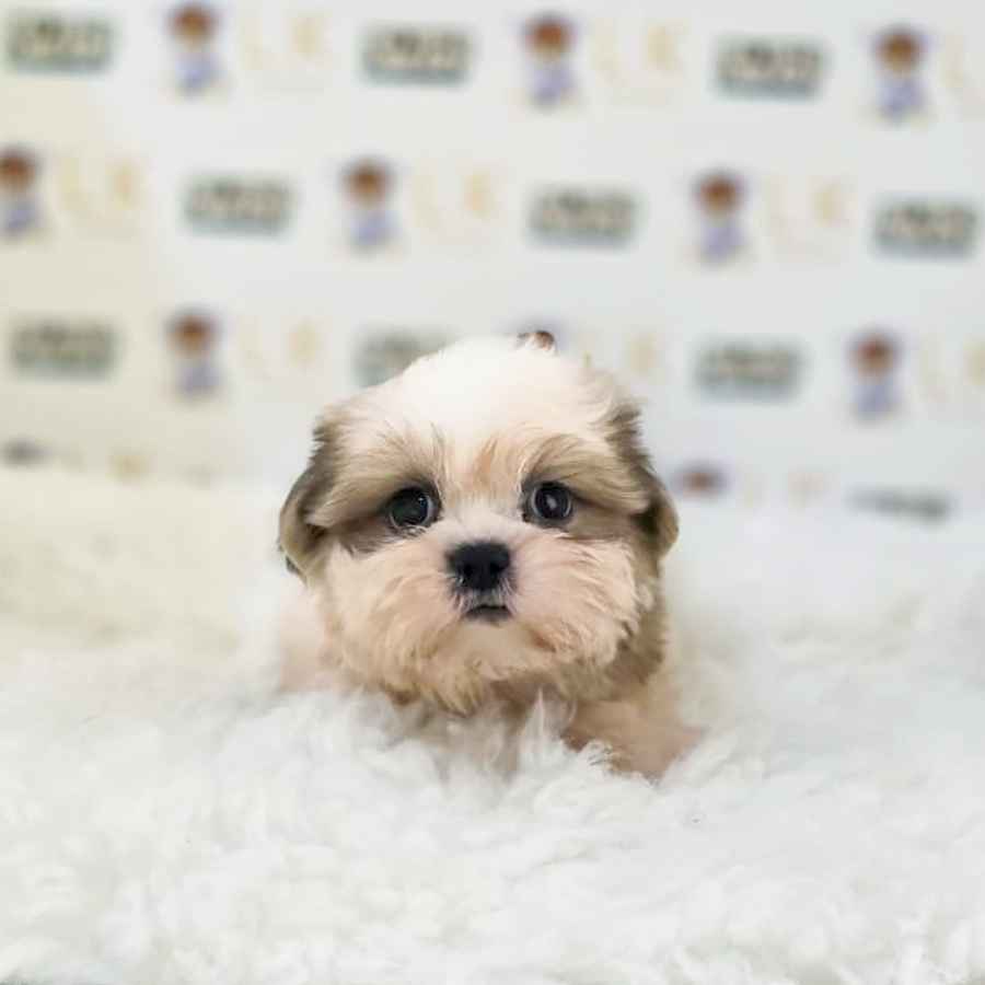 Shih Tzu Puppy (Male) For Sale