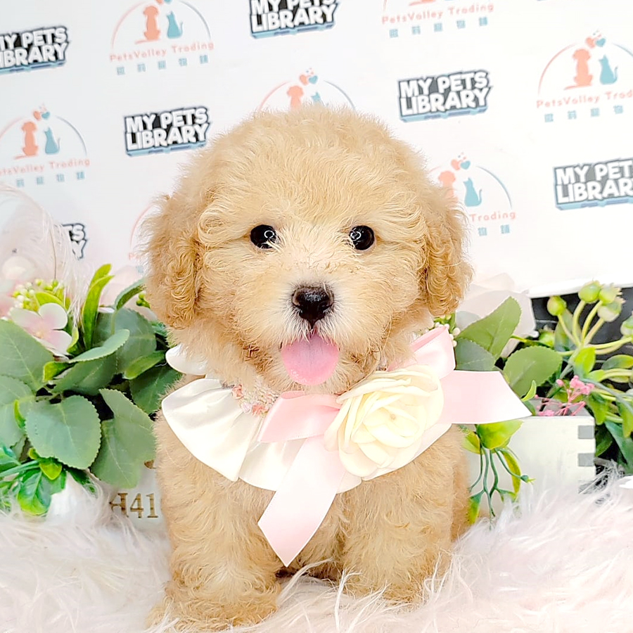 Tiny Poodle Puppy (Female) For Sale