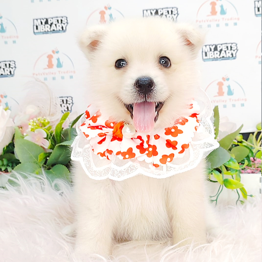 Pomsky Puppy (Female) For Sale