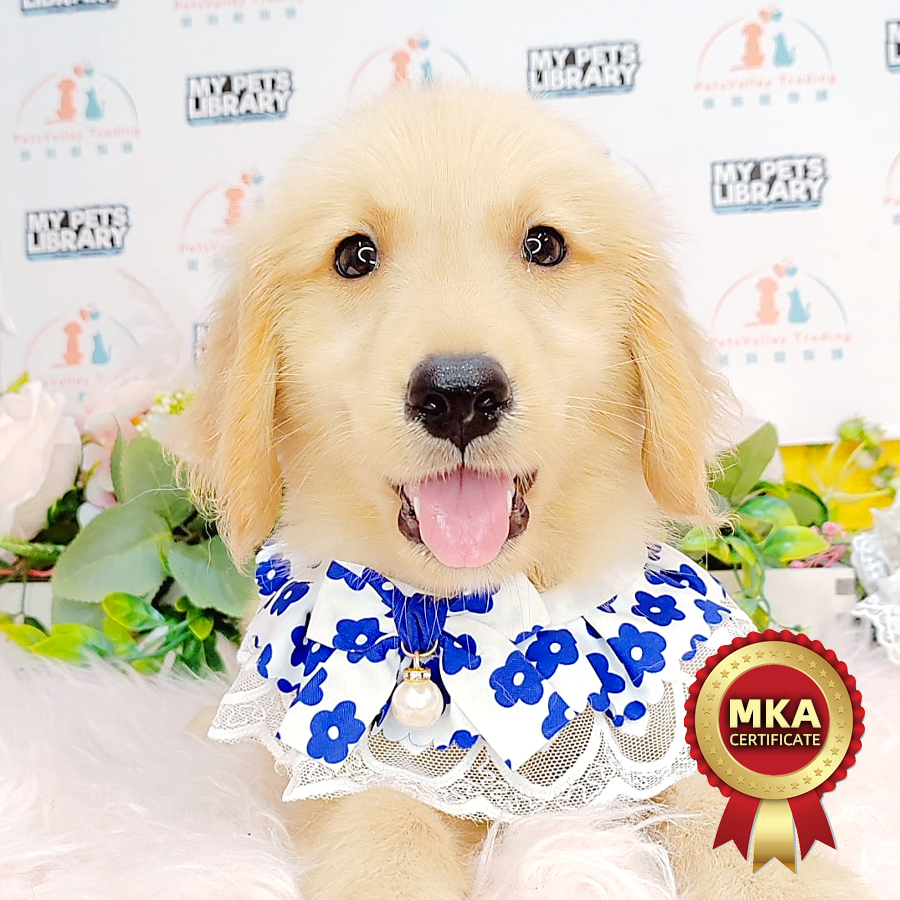 MKA Golden Retriever Puppy (Female) For Sale