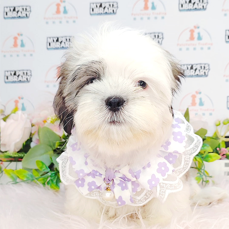 Shih Tzu Puppy (Male) For Sale