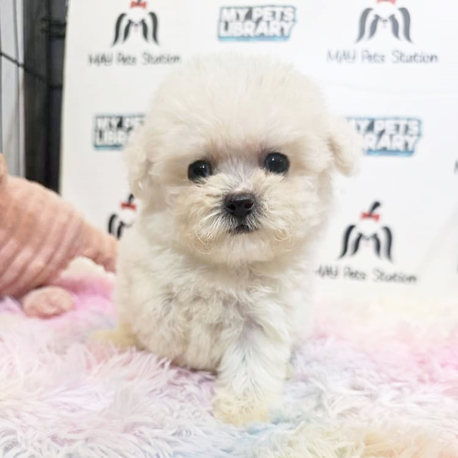 Bichon mix Poodle Puppy (Male) For Sale