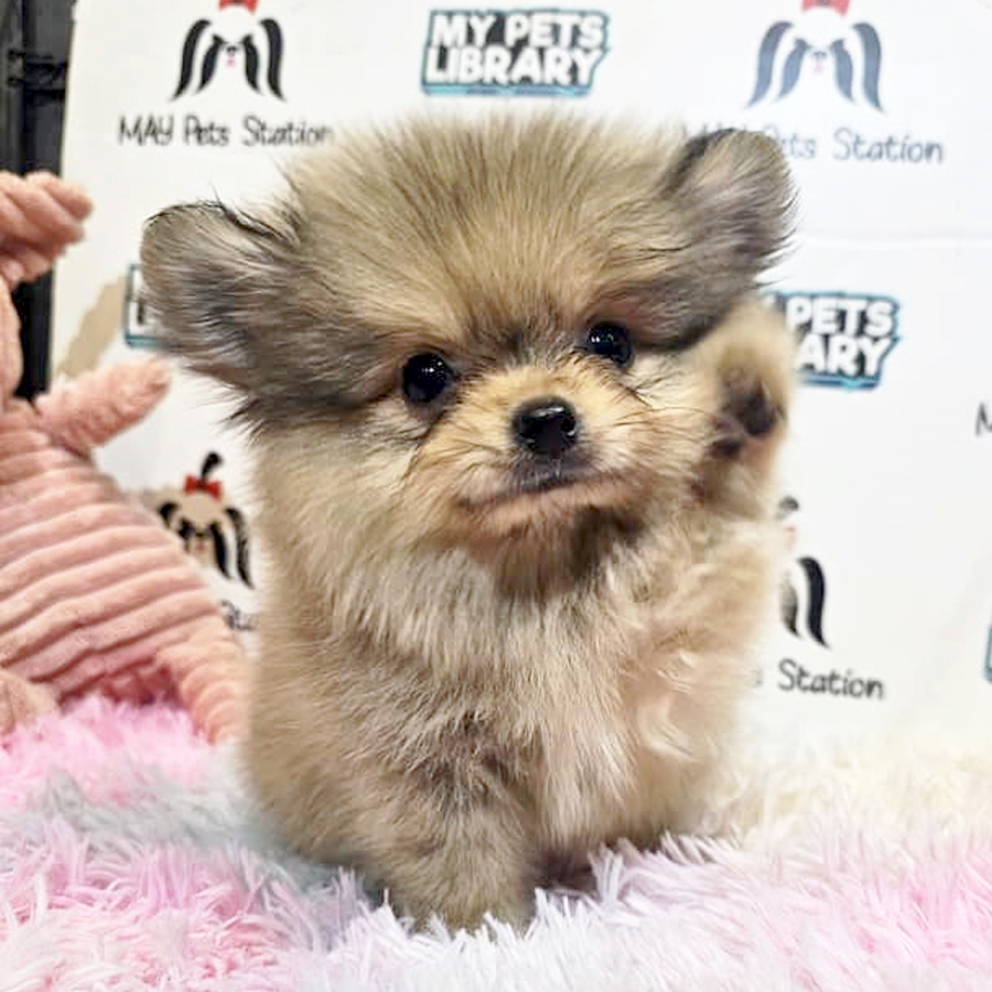 Pomeranian Puppy (Male) For Sale