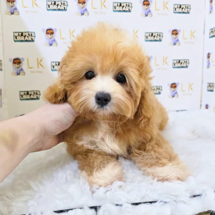 Cavapoo Puppy (Female) For Sale