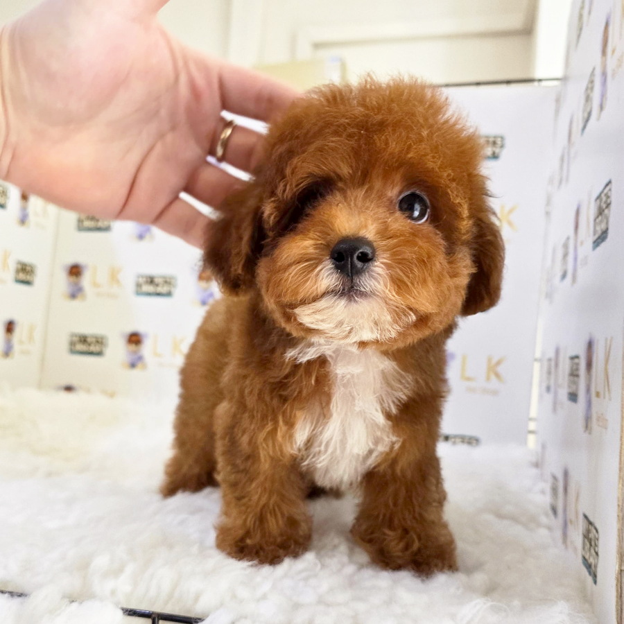 Toy Poodle Puppy (Male) For Sale