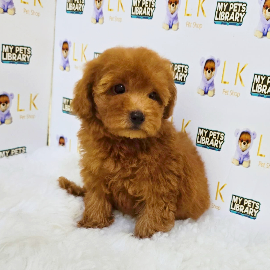Maltipoo Puppy (Female) For Sale