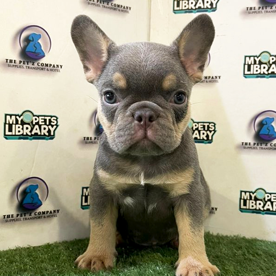 French Bulldog Puppy (Male) For Sale